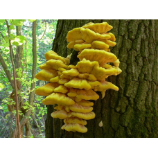 Мицелий Трутовика серно-желтого (Laetiporus sulphureus)